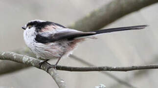 Long-tailed Tit