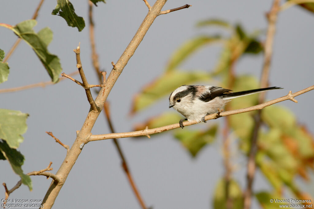 Long-tailed Tit