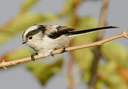 Long-tailed Tit