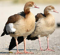 Egyptian Goose