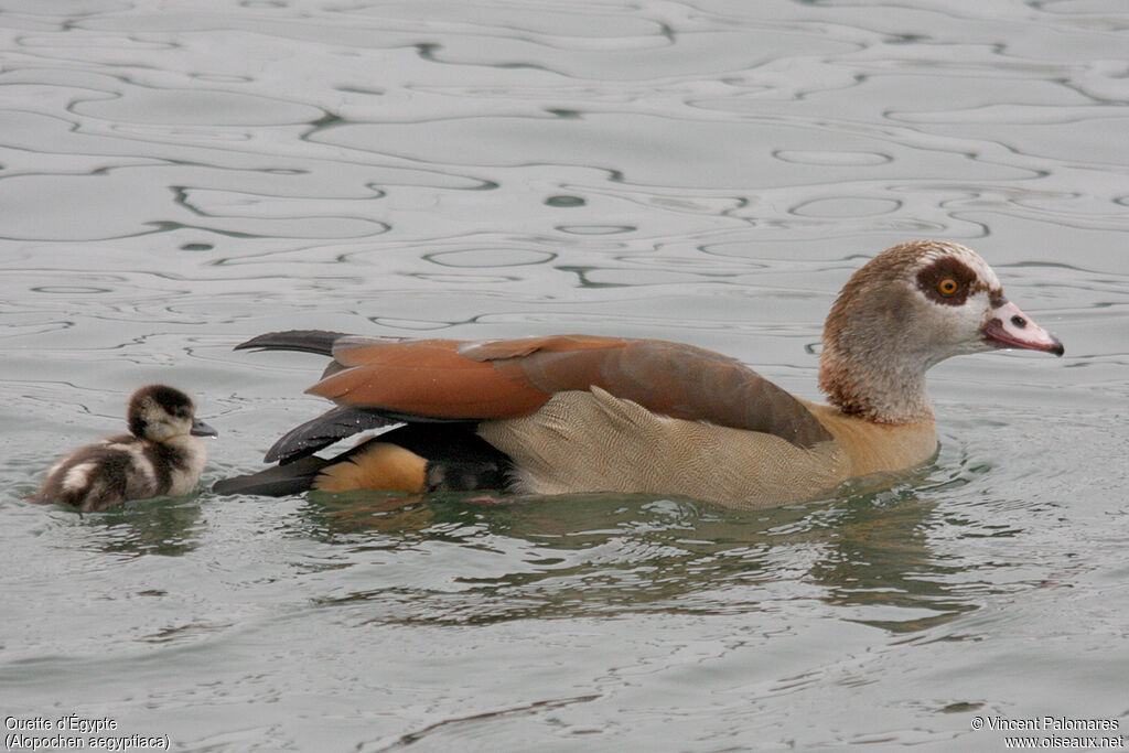 Egyptian Goose