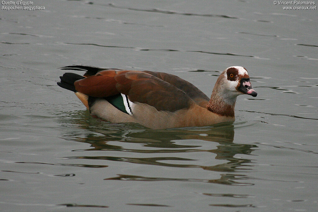 Egyptian Goose