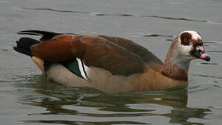 Egyptian Goose