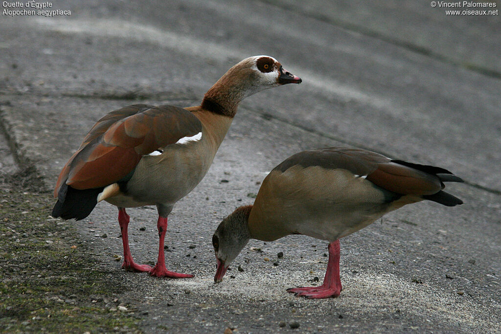 Egyptian Goose