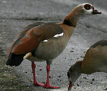 Egyptian Goose