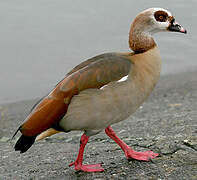 Egyptian Goose