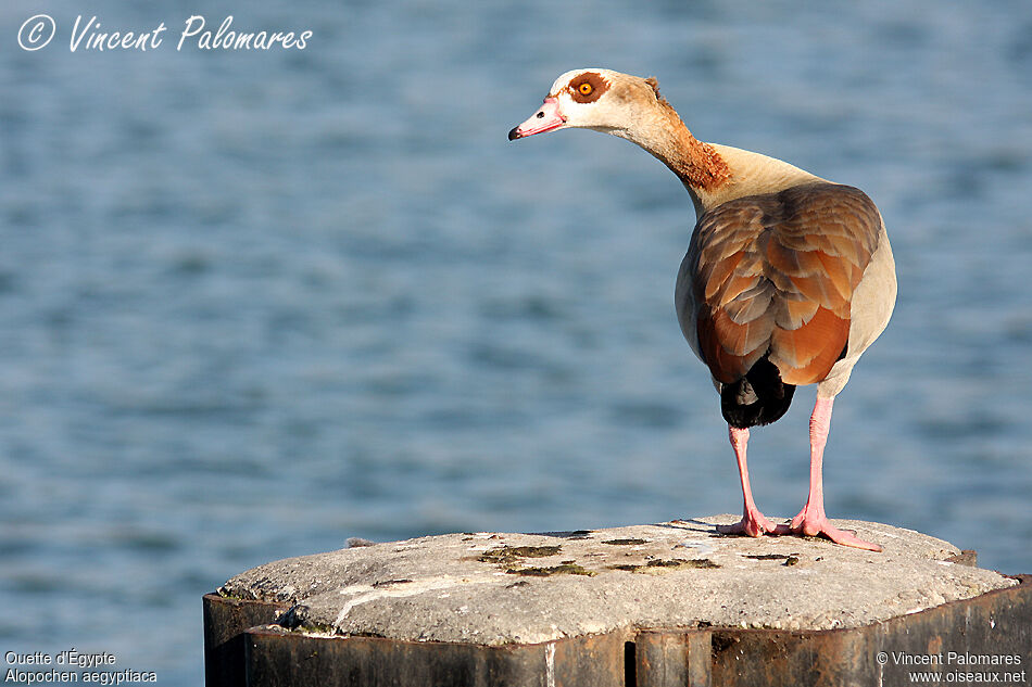 Egyptian Goose