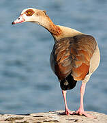 Egyptian Goose