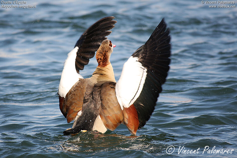 Egyptian Goose