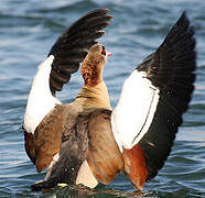 Egyptian Goose