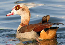 Egyptian Goose