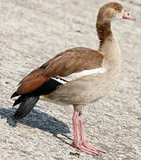 Egyptian Goose