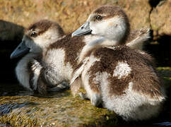 Egyptian Goose