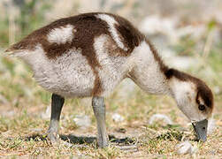 Egyptian Goose