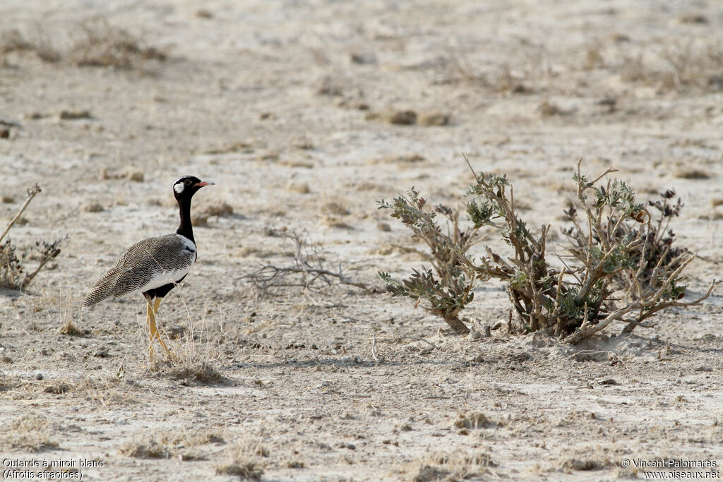 Northern Black Korhaan male, habitat