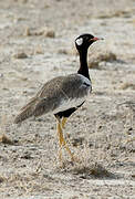 Northern Black Korhaan