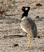 Northern Black Korhaan