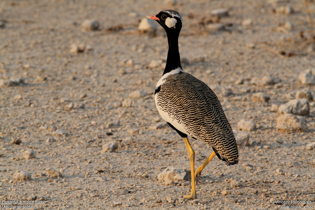 Northern Black Korhaan male, walking