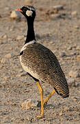 Northern Black Korhaan