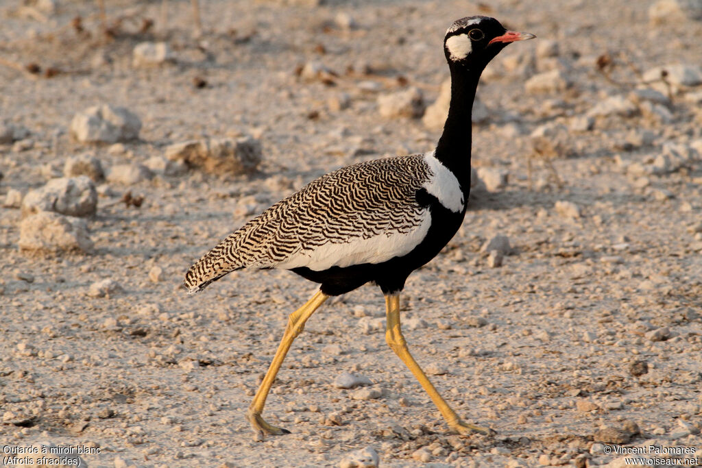 Northern Black Korhaan male, walking