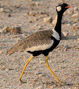 Northern Black Korhaan