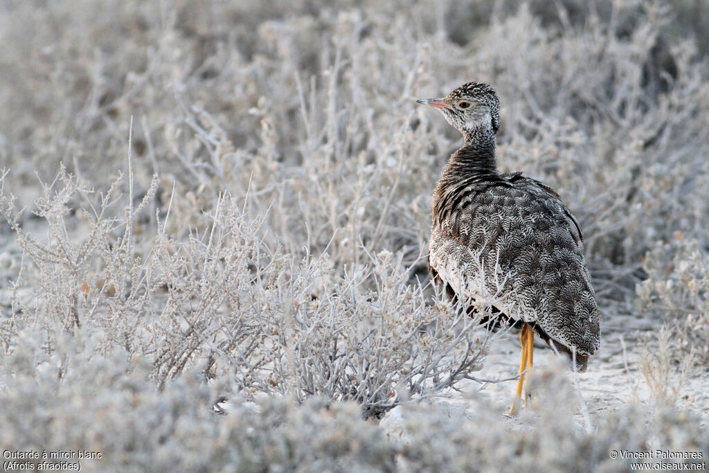 Northern Black Korhaan female