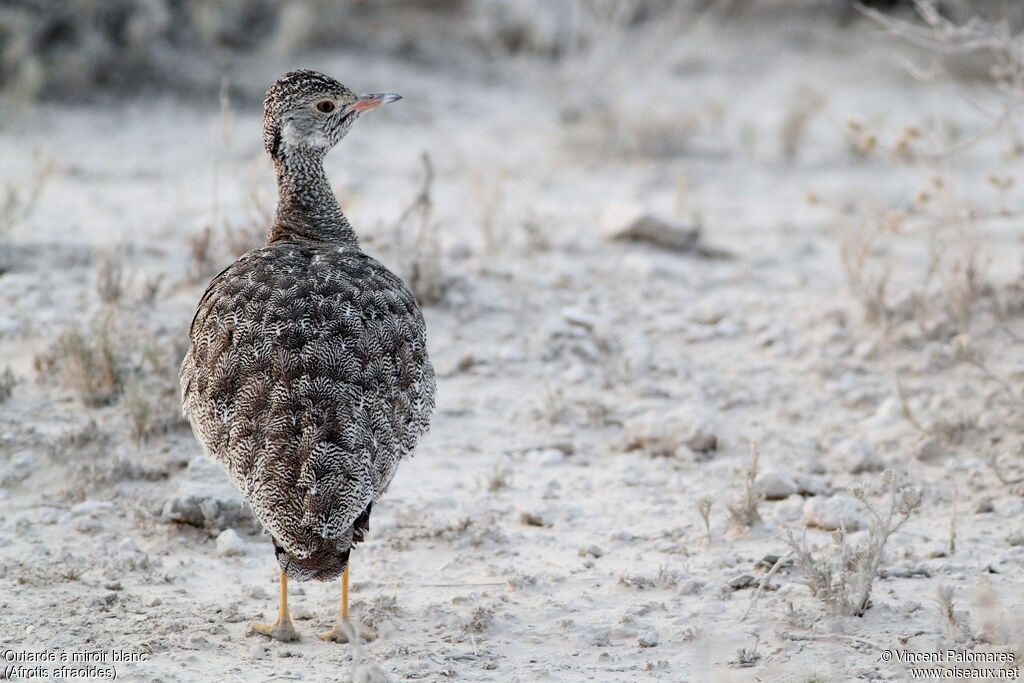 Northern Black Korhaan female