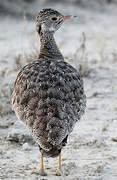 Northern Black Korhaan