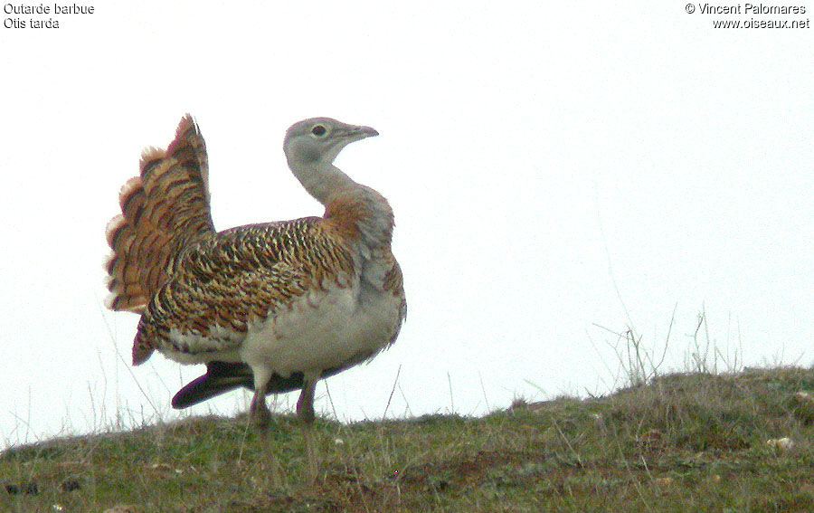 Great Bustard