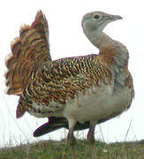 Great Bustard