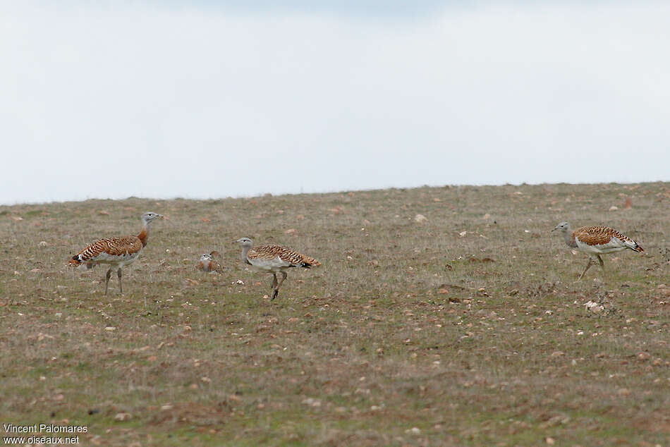 Outarde barbueadulte nuptial, habitat