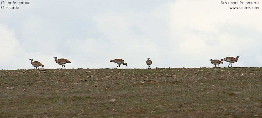 Great Bustard