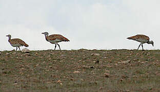 Great Bustard