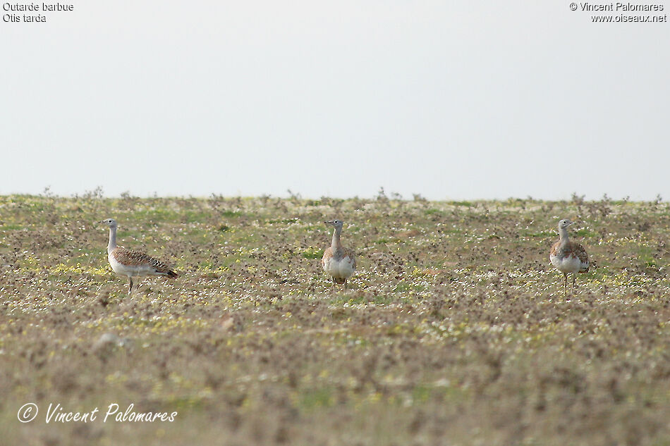 Great Bustard