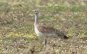 Great Bustard