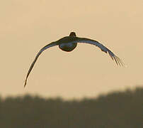 Little Bustard