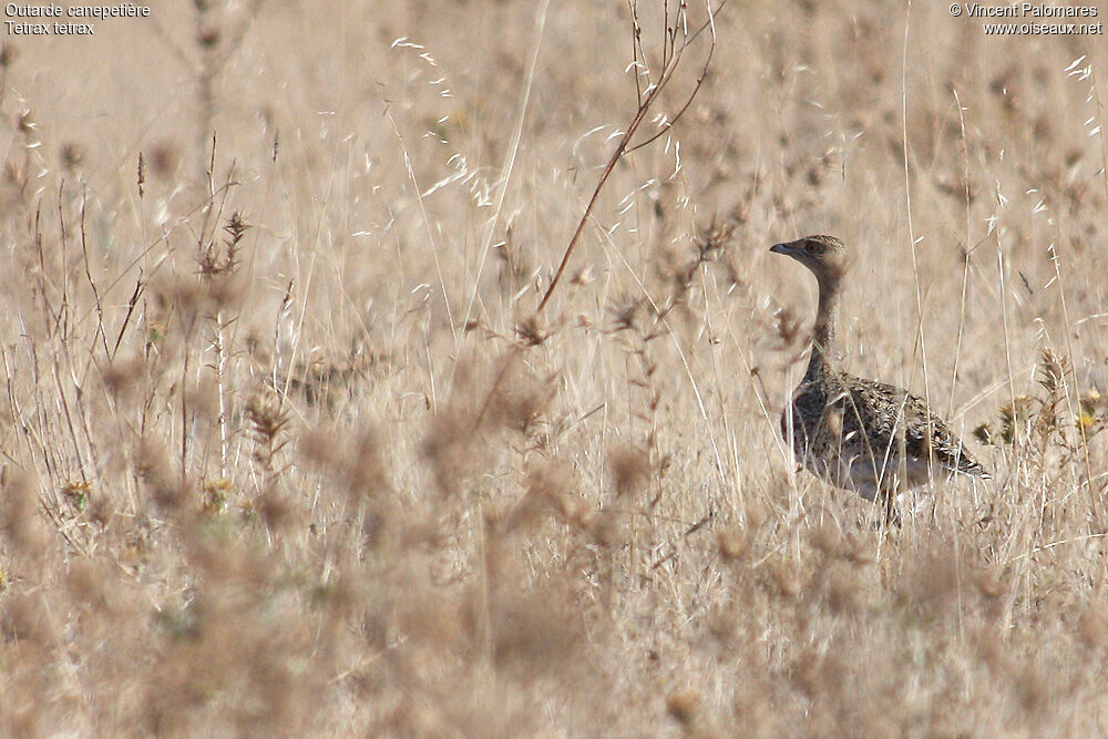 Little Bustard