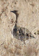 Little Bustard