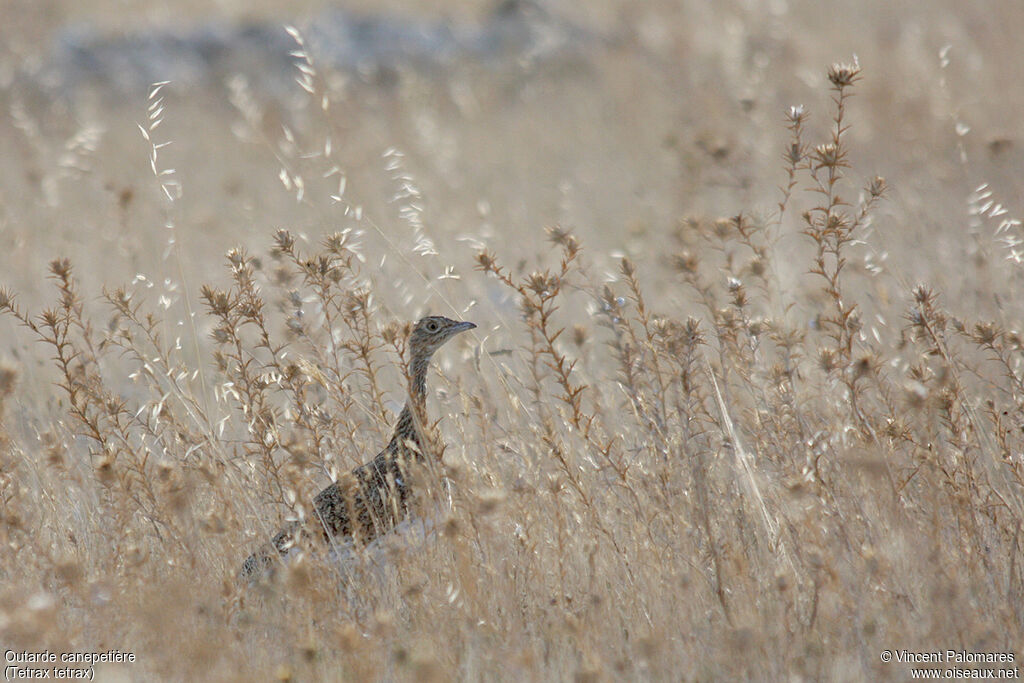 Little Bustard