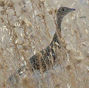 Little Bustard