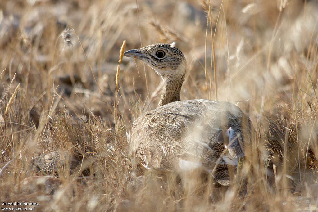 Little Bustard, camouflage