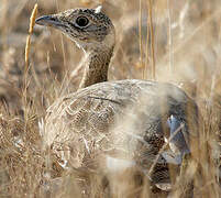 Little Bustard