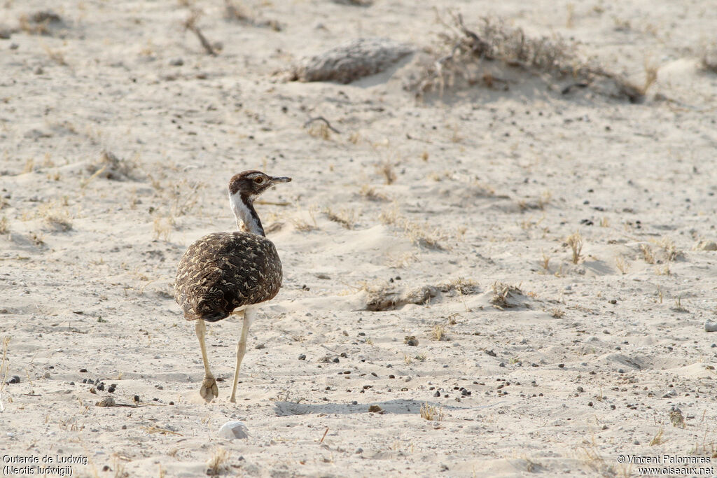 Ludwig's Bustard