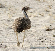 Ludwig's Bustard