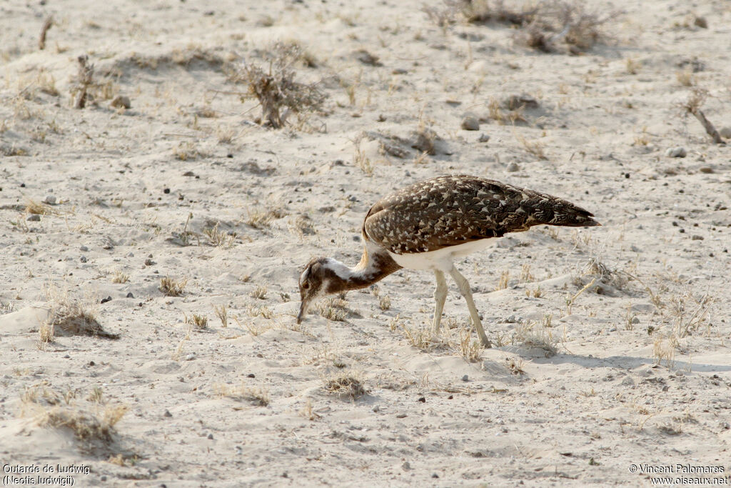 Ludwig's Bustard