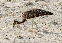 Ludwig's Bustard