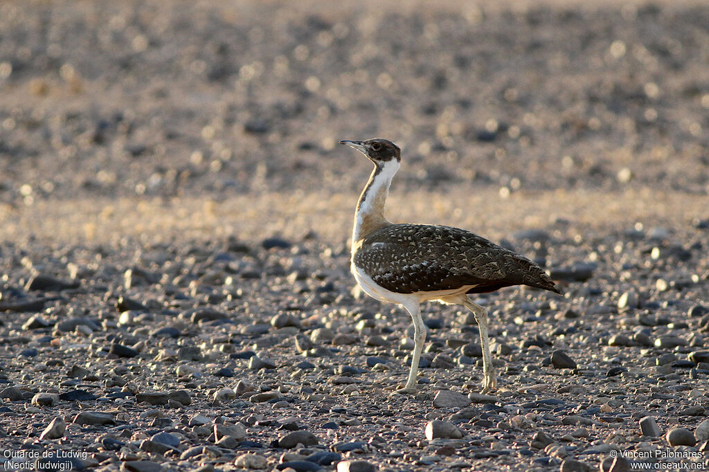 Ludwig's Bustard male