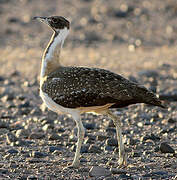 Ludwig's Bustard