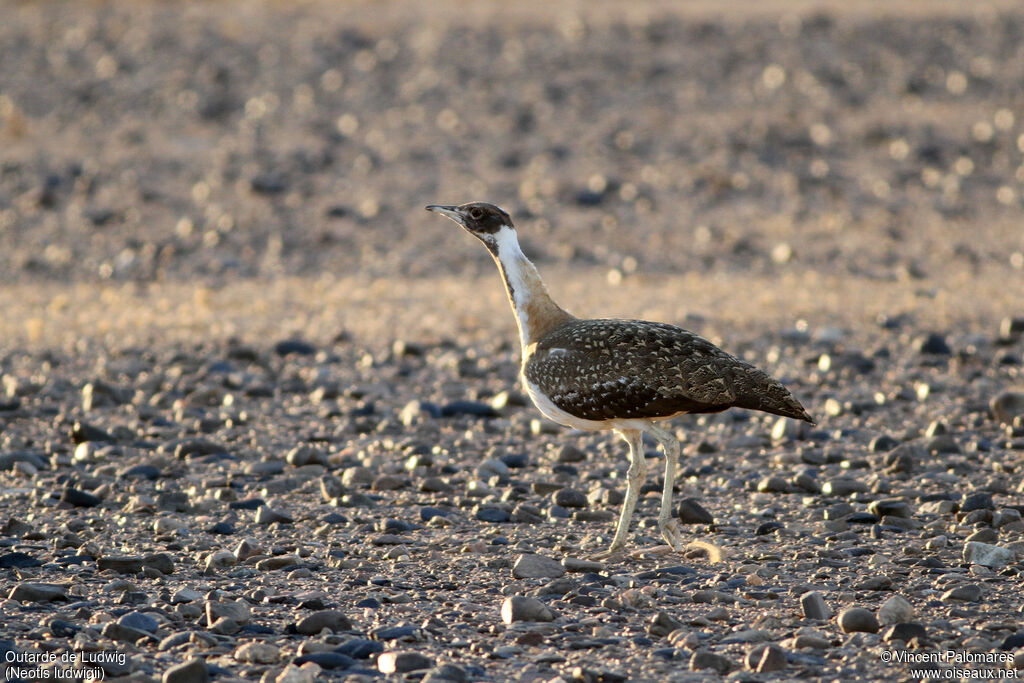 Ludwig's Bustard male, walking