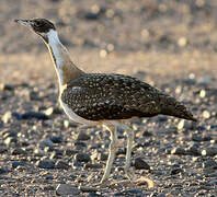 Ludwig's Bustard